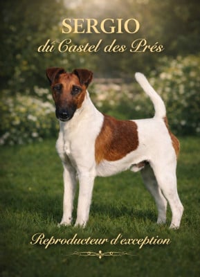 Étalon Fox Terrier Poil lisse - Étalon Fox Terrier à Poil Lisse LOF Sergio du Castel des Prés Du castel des pres