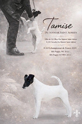 Étalon Fox Terrier Poil lisse - TAMISE du Manoir Saint Adrien