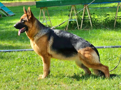 Étalon Berger Allemand - Siana Von Angelius Team