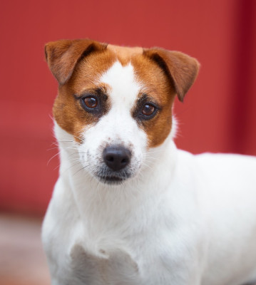 Étalon Jack Russell Terrier - REAL WORLD EDITION "Rolce" Du Mas Ensoleillé
