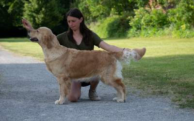 Étalon Golden Retriever - TR. CH. Under my skin On Highness's Way