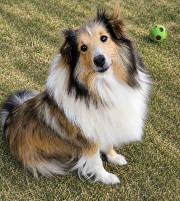 Étalon Shetland Sheepdog - Sibella du Royaume de la Petite étoile