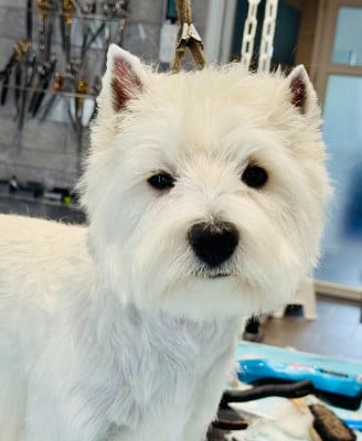 Étalon West Highland White Terrier - S urette De La Forêt D'Orla