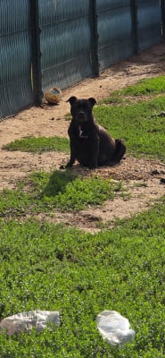 Étalon Staffordshire Bull Terrier - Rose Du Domaine des Rois Canins