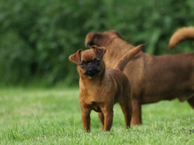 Étalon Petit Brabançon - Valentine Du Mas Des Cocars