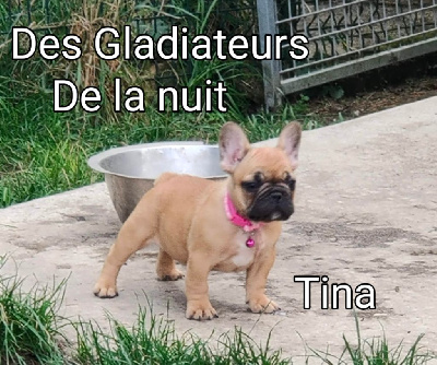 Étalon Bouledogue français - Tina des gladiateurs de la nuit