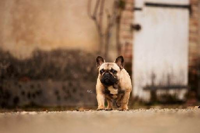 Étalon Bouledogue français - Saint chateau margot du Chevalier Gascon