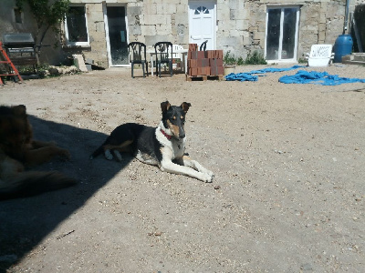 Étalon Colley à poil court - Passacaille Des Troubadours D'Hajoula