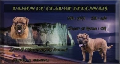 Étalon Dogue de Bordeaux - Ramon Du Charme Berronais