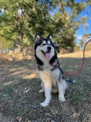 Étalon Alaskan Malamute - Into The Wild With Cherokee