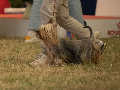Étalon Australian Silky Terrier - CH. Philae de la Lande Barbot