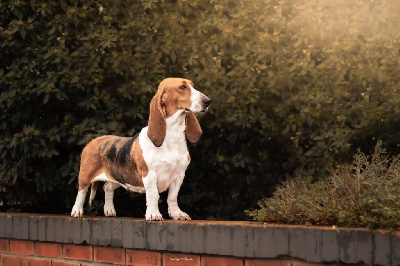 Étalon Basset Artesien Normand - Romy Du val des terrils