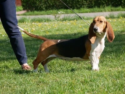 Étalon Basset Artesien Normand - Phylomene Des terres du doux lieu