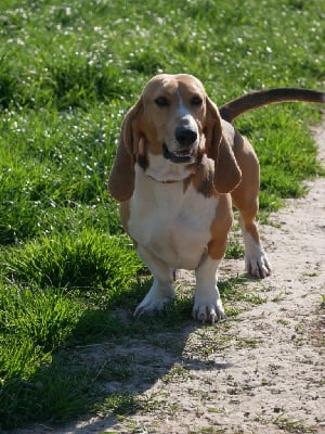 Étalon Basset Artesien Normand - Oscar (Sans Affixe)