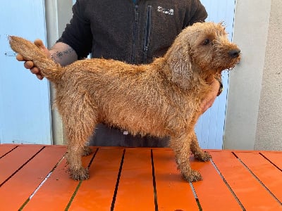 Étalon Basset fauve de Bretagne - Shy'm De L'Echo Du Tramway