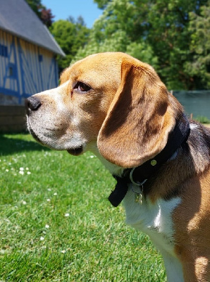 Étalon Beagle - Newton ll Des Courants De La Selle