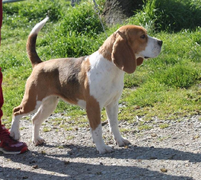 Étalon Beagle - Sunshine Des Courants De La Selle