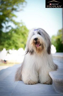 Étalon Bearded Collie - Shalimar guerlain des bergers des mille et une nuit