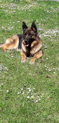 Étalon Berger Allemand - Von Lucibol Tina izora