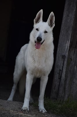 Étalon Berger Blanc Suisse - Born To Win Warrior Monaco midgard