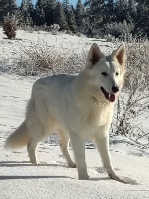 Étalon Berger Blanc Suisse - Sa majesté nayawenne Des Pierres Davélie