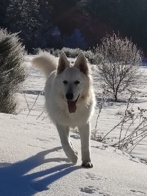 Étalon Berger Blanc Suisse - Sweet amarok du Mont de Sène