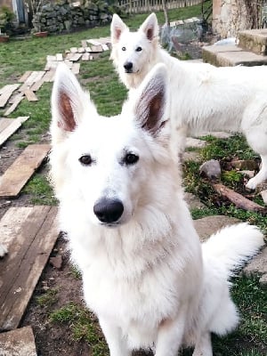 Étalon Berger Blanc Suisse - Tinùviel Du Ruisseau Du Vay