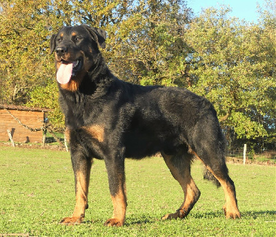 Étalon Berger de Beauce - Sirius rex De La Garde Pastorale