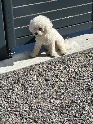 Étalon Bichon Frise - Tattoo des portes de Hanau