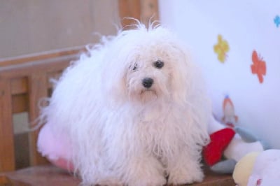 Étalon Bichon Frise - Sissi de la Felhotte