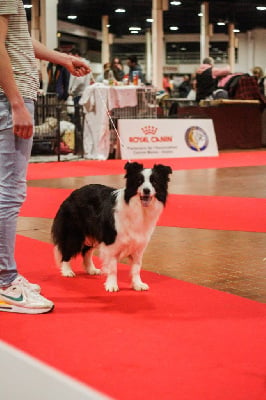 Étalon Border Collie - S'poire De La Légende De Jupiter