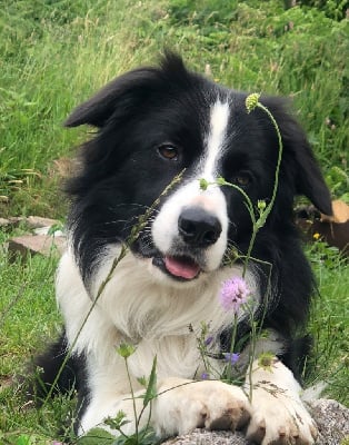 Étalon Border Collie - Lyris (Sans Affixe)