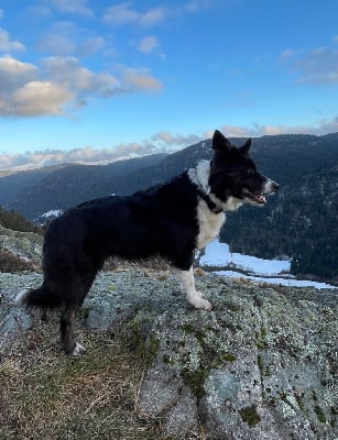Étalon Border Collie - Louve (Sans Affixe)