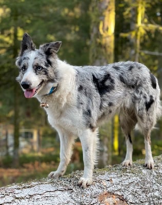 Étalon Border Collie - Brimbelle (Sans Affixe)