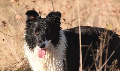 Étalon Border Collie - Scilly island des Collines de Sagne