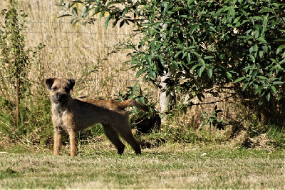 Étalon Border Terrier - Saperlipopette Des petites nouches