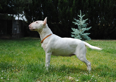 Étalon Bull Terrier - Head Full Oasis o love