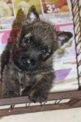 Étalon Cairn Terrier - Uggollyn tron téviot du Pays des Lylows