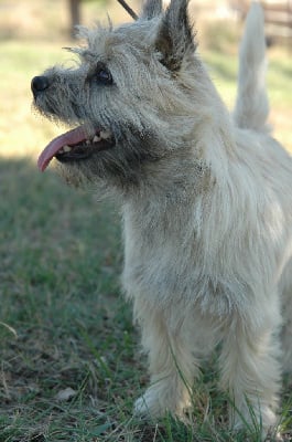 Étalon Cairn Terrier - Swann d'Isarudy