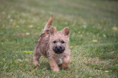 Étalon Cairn Terrier - Ushuaia Des guerriers chippewas