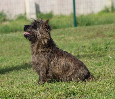 Étalon Cairn Terrier - Sottise de la vallée Caid