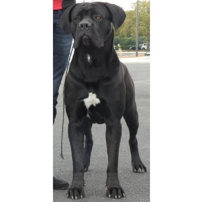 Étalon Cane Corso - Rubelka De La Tour Du Mont D'Or