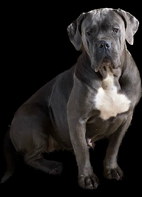 Étalon Cane Corso - Rihanna de Roz Ar Gall