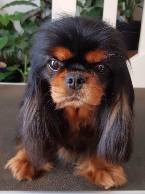 Étalon Cavalier King Charles Spaniel - Obsession de Nais Line