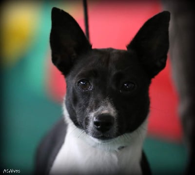 Étalon Chien de garenne portugais - Tonica Da Fonte De Charmois