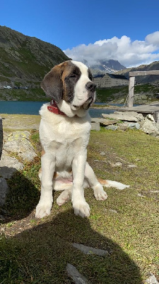 Étalon Chien du Saint-Bernard - Suze Du chateau robert