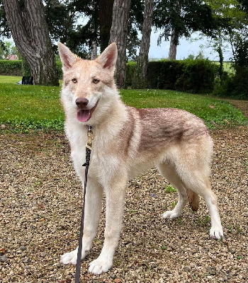 Étalon Chien-loup de Saarloos - Taiga De La Forêt Des Bergers