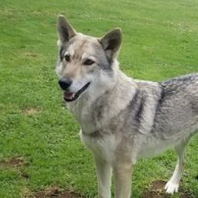 Étalon Chien-loup de Saarloos - Mahyna De Daim Pré