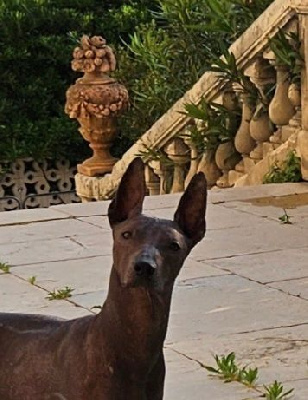 Étalon Chien nu du Perou - Rawa inca de Vaccarès