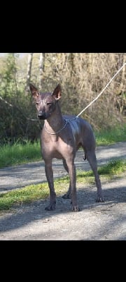 Étalon Chien nu mexicain - Sugar skull Du Lac D'Aztlan